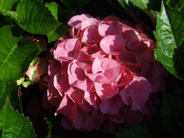 Hydrangea macrophylla Masja - Bauernhortensie Masja