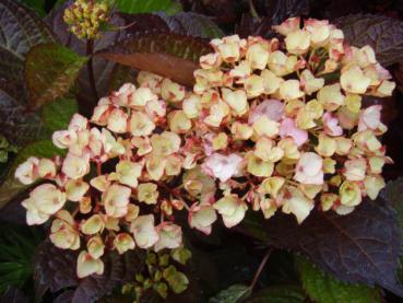 Purpurhortensia Preziosa - Hydrangea serrata Preziosa