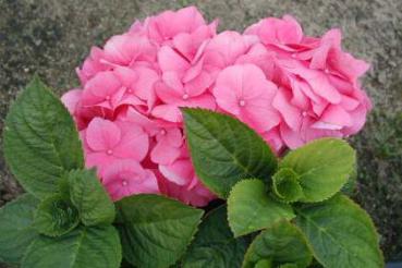 Trädgårdshortensia Rosita - Hydrangea macrophylla Rosita