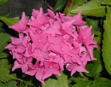 Bauernhortensie Tovelit - Hydrangea macrophylla Tovelit