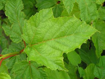 Koreanischer Streifenahorn - Acer tegmentosum