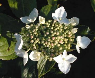 Trädgårdshortensia Lanarth White - Hydrangea macrophylla Lanarth White
