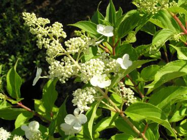 Hydrangea paniculata Kyushu - Vipphortensia Kyushu