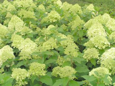 Rispenhortensie Limelight® - Hydrangea paniculata Limelight®