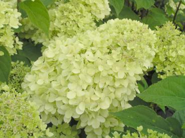 Die grünen Blüten der Rispenhortensie Limelight® färben sich über den Sommer langsam weiß.