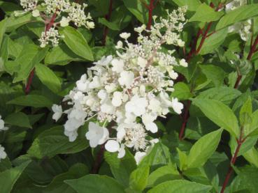 Hydrangea paniculata Pinky Winky® - Rispenhortensie Pinky Winky®