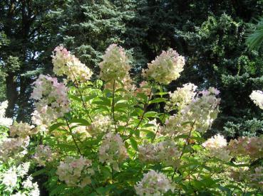 Hydrangea paniculata Unique - Rispenhortensie Unique