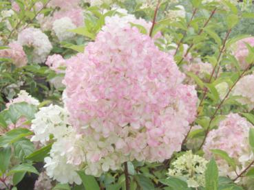 Hydrangea paniculata Vanille Fraise®