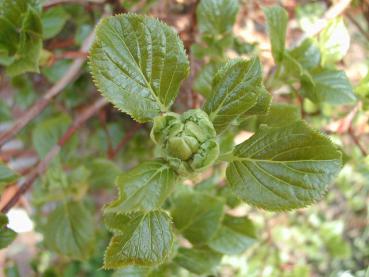 Kletterhortensie - Hydrangea petiolaris