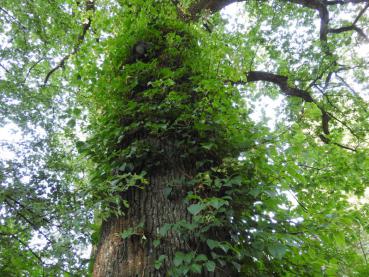 Die Hydrangea petiolaris hat einen Baum erklettert.