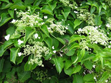 Weiße Blüten der Kletterhortensie