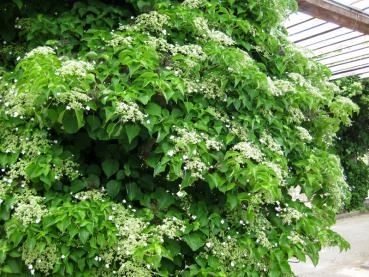 Weißblühende Kletterhortensie im Juni