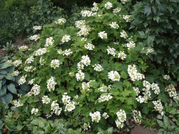 Eichenblatthortensie - Hydrangea quercifolia