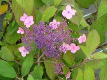 Hydrangea aspera Villosa - Samthortensie Villosa