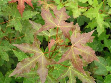 Chinesischer Spitzahorn - Acer truncatum