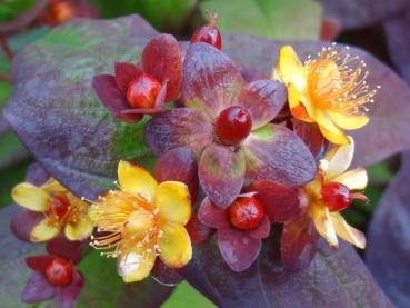 Johannesört Albury Purple, Hypericum androsaemum Albury Purple