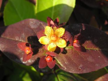 Hypericum Albury Purple - Johanniskraut Albury Purple