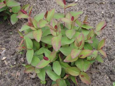 Johannesört Albury Purple, Hypericum androsaemum Albury Purple