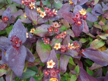 Johannesört Albury Purple, Hypericum androsaemum Albury Purple