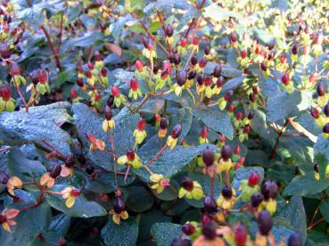 Hypericum androsaemum