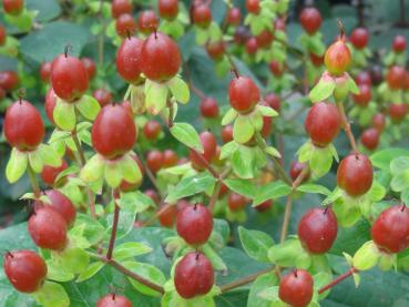 Herbstlicher Fruchtschmuck bei Hypericum Excellent Flair