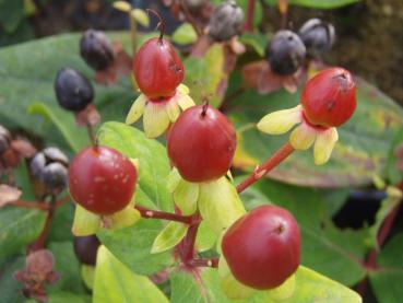 Beeren des Johanniskraut Excellent Flair, Aufnahme aus dem Herbst