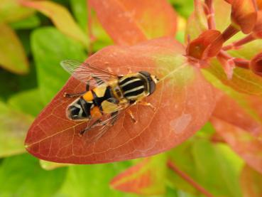 Johanniskraut Excellent Flair mit Schwebfliege