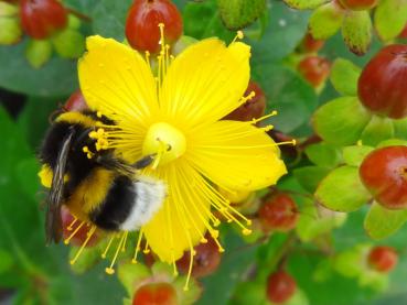 Interessant für Insekten - das Johanniskraut Excellent Flair