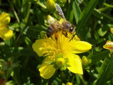 Die Blüten vom Johanniskraut Gemo werden gerne von Bienen besucht