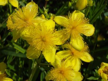 Hypericum Gemo in Blüte