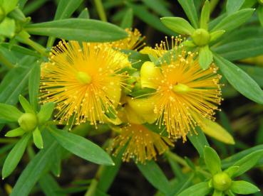 Johanniskraut Goldball - Hypericum Goldball