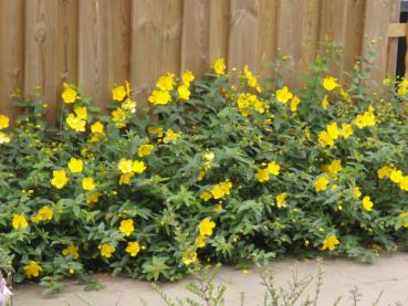 Hypericum Hidcote - Johanniskraut Hidcote