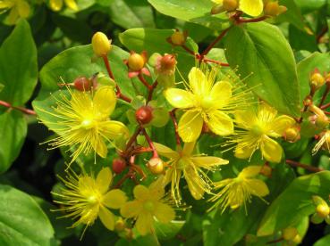 Johanniskraut Loke - Hypericum Loke