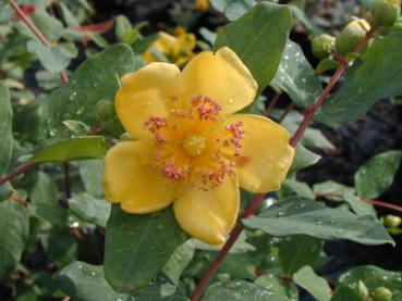 Hypericum moserianum - Hohes Johanniskraut