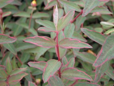 Buntes Johanniskraut - Hypericum tricolor