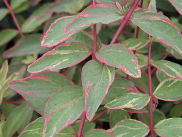 Hypericum tricolor