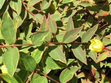 Hypericum tricolor