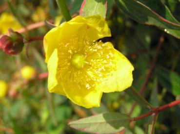 Hypericum tricolor