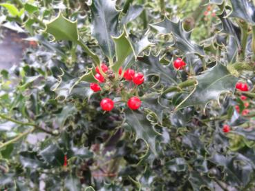 Winterlicher Fruchtschmuck bei Ilex aquifolium Alaska