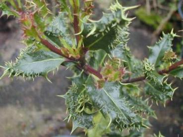 Stechpalme Ferox - stark bedornte Blätter