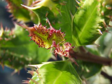 Ilex aquifolium Ferox Argentea: Nahaufnahme des Blattaustriebs mit kleinen Blattzähnchen