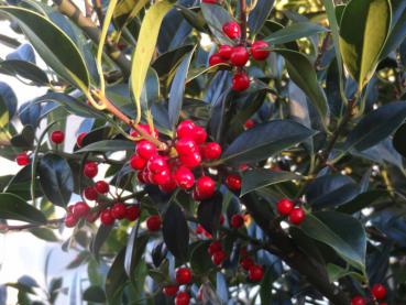 Fruchtschmuck der Stechpalme I. C. van Tol, aufgenommen Ende November