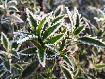 Die myrtenblättrige Stechpalme (Ilex aquifolium Myrtifolia) im Winter