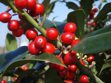 Ilex aquifolium Pyramidalis im roten Fruchtschmuck