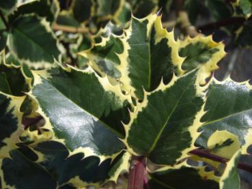 Gelbbunte Stechpalme - immergrüne grüne Blätter mit gelbem Rand