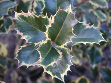 Gelbbunte Stechpalme, Ilex aquifolium Rubricaulis Aurea