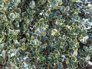 Sehr schmückend im Winter: Ilex aquifolium Rubricaulis Aurea