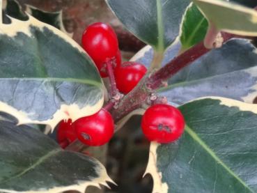 Rote Früchte von Ilex aquifolium Rubricaulis Aurea