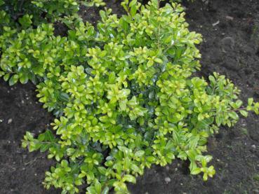 Ilex crenata als immergrüner Tupfer im Garten