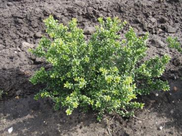 Ilex crenata Convexa